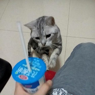 这8种食物猫咪一看就疯却有人从不给猫咪吃