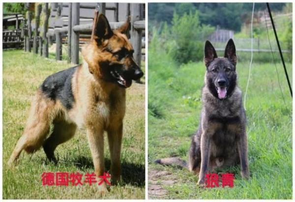 关于天津市建成区内禁养烈性犬种类的通告