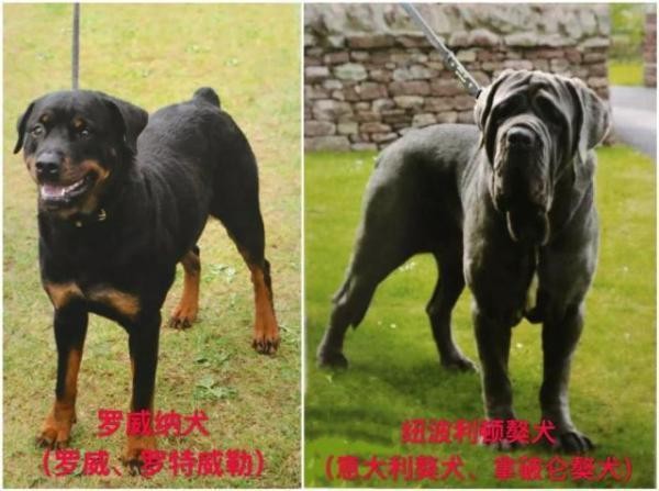 关于天津市建成区内禁养烈性犬种类的通告