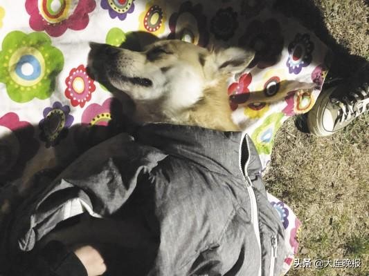 同一小区6条宠物狗相继死亡！警方调查有惊人发现