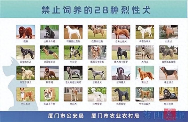 厦门：违规养犬最高可罚两万元