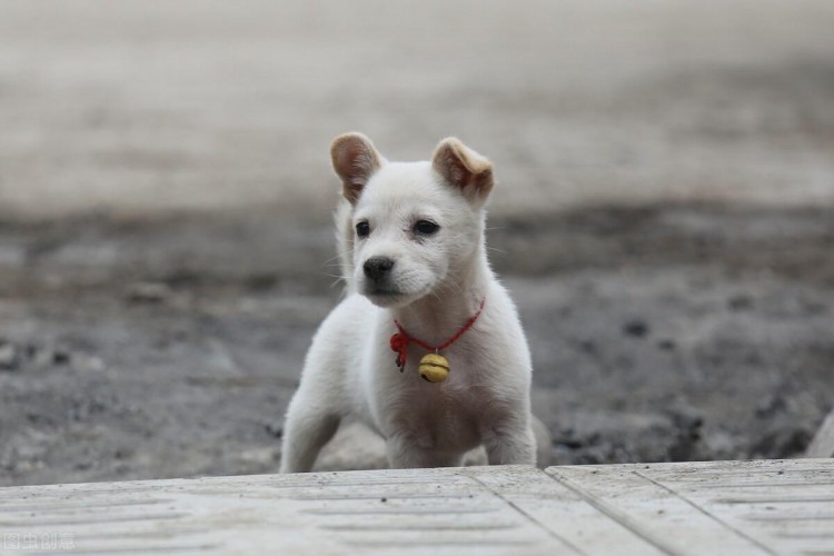 中华田园犬的