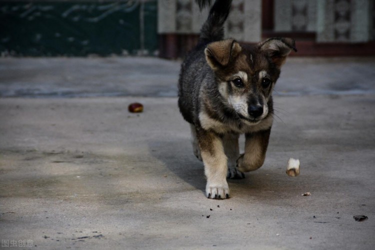 中华田园犬的