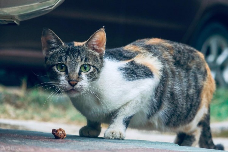 一只狸花猫从深圳航空托运的海口的案例分享