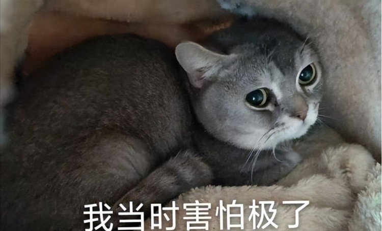 听我一句劝这些行为别再对猫咪做了简直是在害它