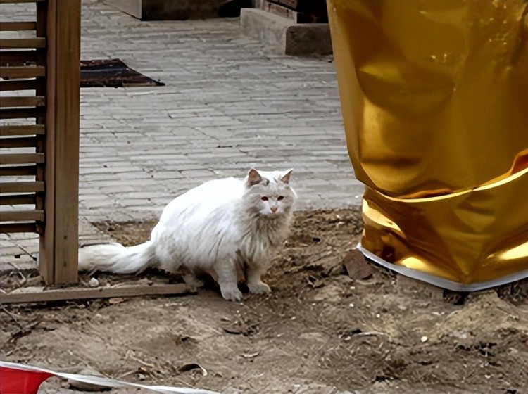 如何与流浪猫混熟这几招教你轻松收服它