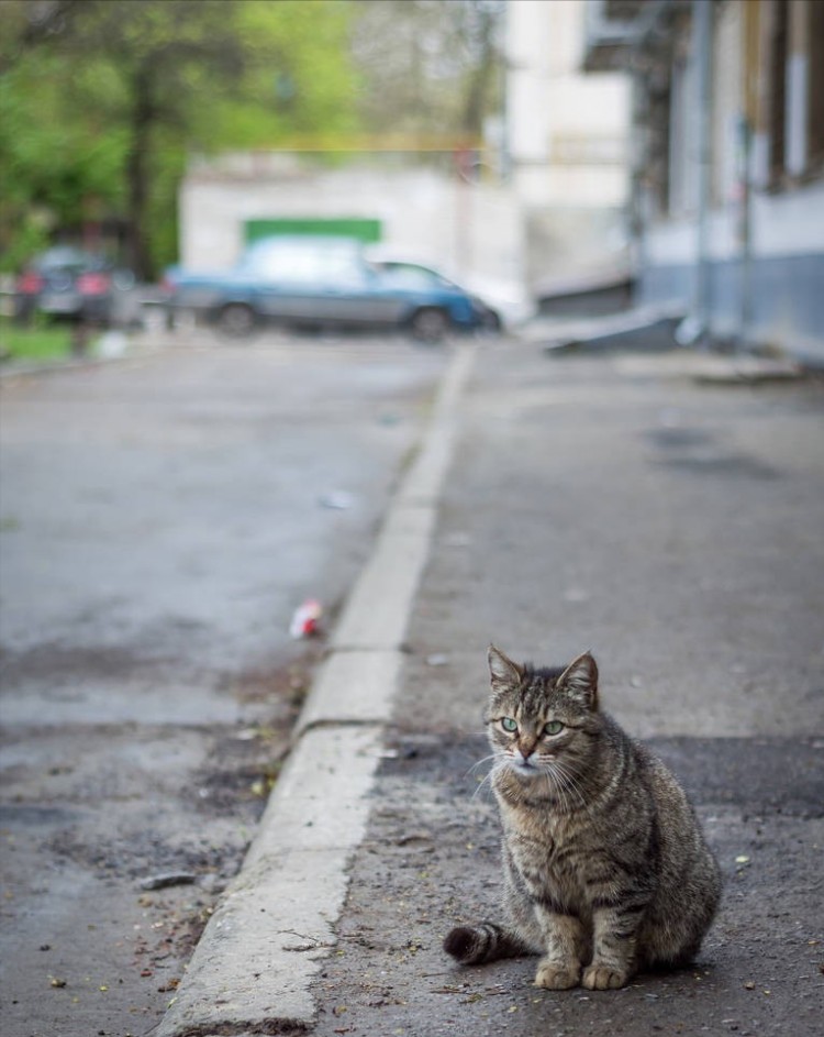 如何与流浪猫混熟这几招教你轻松收服它