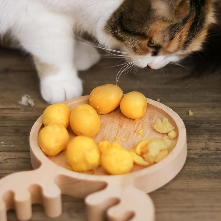 这几种食物对猫来说简直是人间美味巴不得每天吃