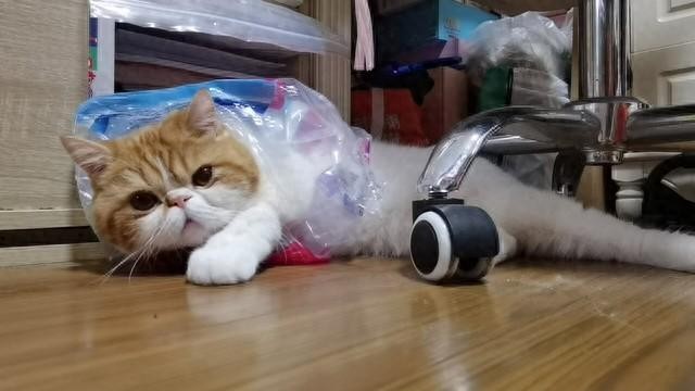 ​为什么养猫的人越来越多？过来人的真实体验，让你欲罢不能！