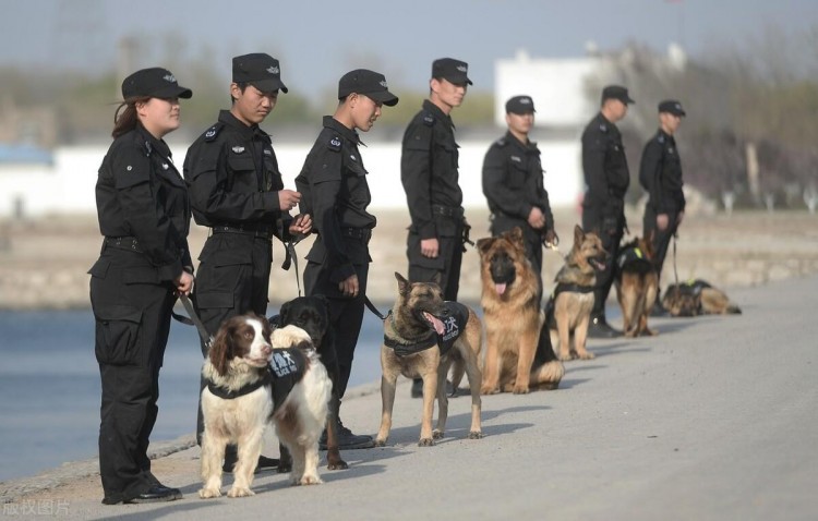 警犬种类知多少，你能认出几个呢？