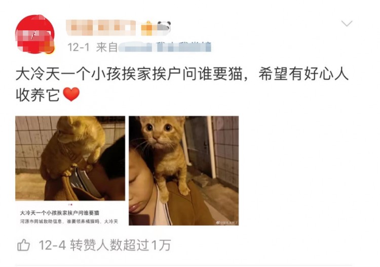 大冷天小男孩挨家挨户求人收养小橘猫：您家要猫吗它很乖很粘人