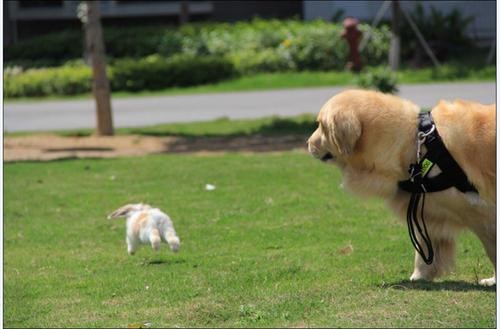 大型犬与小型犬究竟有什么不同养哪种犬更好一些