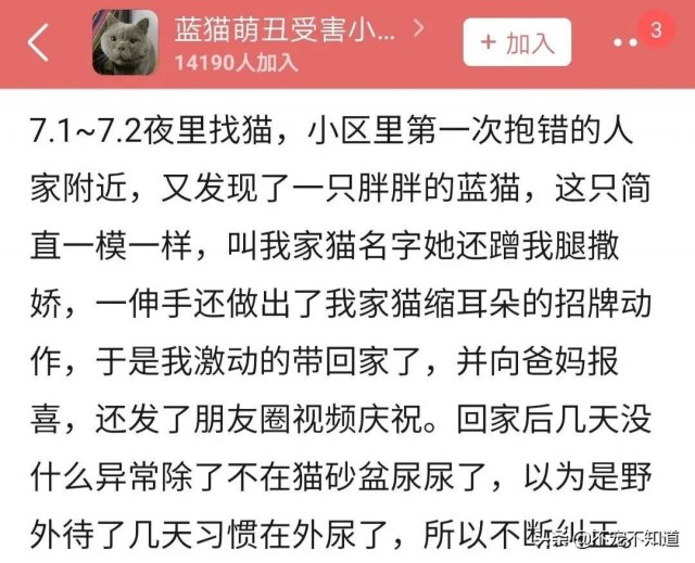 网友家的蓝猫走丢找回来发现母猫咋还长蛋蛋了