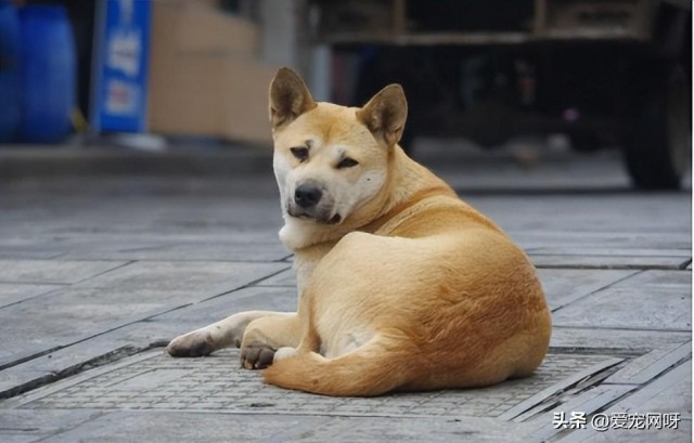 最通人性的狗狗排行