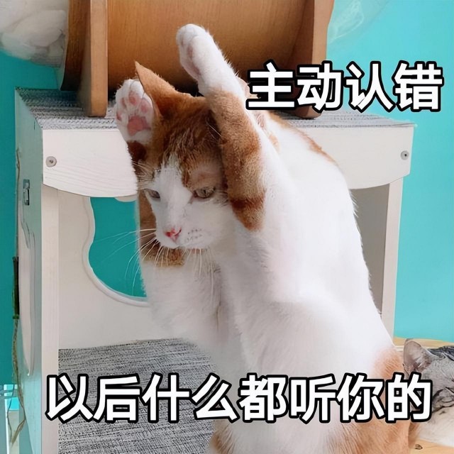 猫咪抱大腿的行为其实有这些意思可惜很多宠主不懂