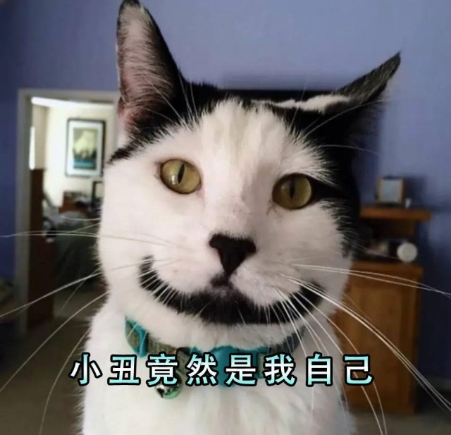 过来人建议，千万不要养牛猫