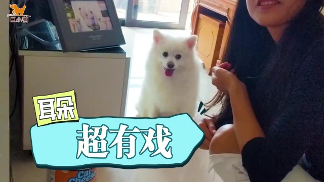 博美犬扒沙发，拆家具，撕衣服、植物，更尴尬的是它还咬主人