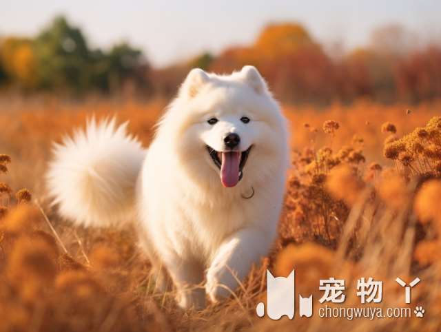 为什么选择木卡犬屋宠物犬专售店?