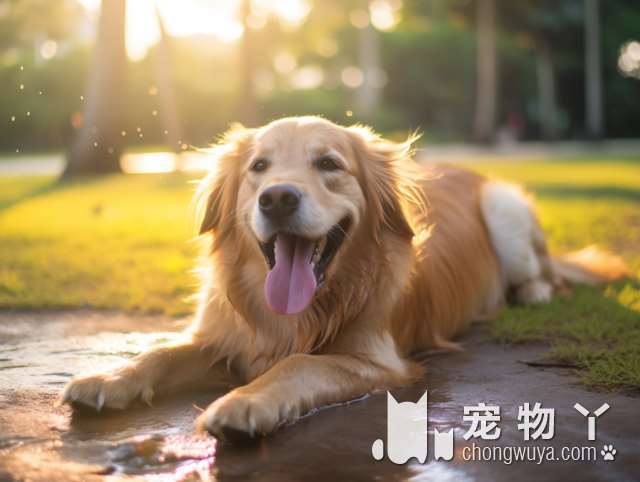 柴犬活动量大吗？