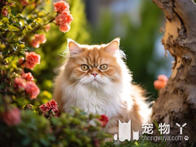 猫咪为什么长出飞机耳？