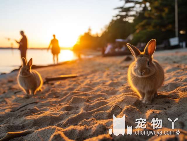 厦门鸿弘宠物，专业又用心，值得信赖吗?